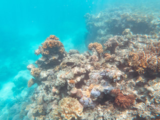 Naklejka na ściany i meble Coral underwater Great Barrier Reef. Colorful coral ecosystems in beautiful ocean. Clear blue turquoise sea. Coral reef, underwater scene and fish. Coral bleaching, endangered, marine life. Australia