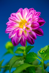 Obraz premium ダリアの花