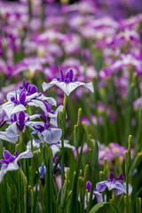Fototapeta premium 花菖蒲 長崎県大村市大村公園