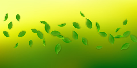 Fototapeta premium Falling green leaves. Fresh tea neat leaves flying