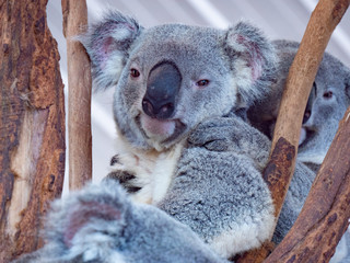 コアラ　動物　かわいい　平和