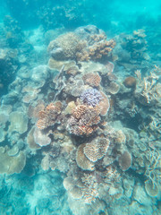 Coral underwater Great Barrier Reef. Colorful coral ecosystems in beautiful ocean. Clear blue turquoise sea. Coral reef, underwater scene and fish. Coral bleaching, endangered, marine life. Australia