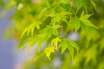 緑のモミジ　初夏イメージ