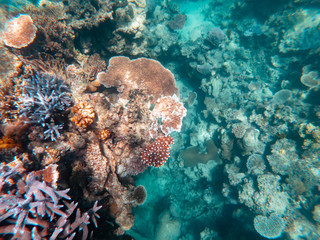 Coral underwater Great Barrier Reef. Colorful coral ecosystems in beautiful ocean. Clear blue turquoise sea. Coral reef, underwater scene and fish. Coral bleaching, endangered, marine life. Australia