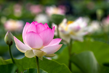 蓮の花　初夏イメージ