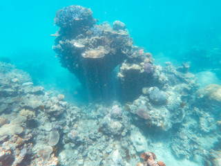 Coral underwater Great Barrier Reef. Colorful coral ecosystems in beautiful ocean. Clear blue turquoise sea. Coral reef, underwater scene and fish. Coral bleaching, endangered, marine life. Australia