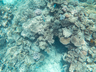 Coral underwater Great Barrier Reef. Colorful coral ecosystems in beautiful ocean. Clear blue turquoise sea. Coral reef, underwater scene and fish. Coral bleaching, endangered, marine life. Australia