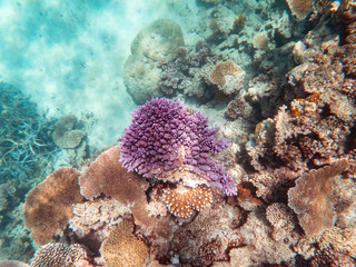 Coral underwater Great Barrier Reef. Colorful coral fish  ecosystems in beautiful ocean. Clear blue turquoise sea. Coral reef, underwater scene. Coral bleaching, endangered, marine life. Australia