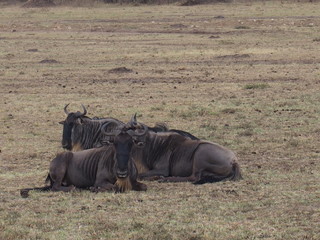 Prairie gnu, Safari, Game Drive, Maasai Mara, Kenya