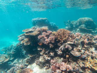 Coral underwater Great Barrier Reef. Colorful coral fish  ecosystems in beautiful ocean. Clear blue turquoise sea. Coral reef, underwater scene. Coral bleaching, endangered, marine life. Australia