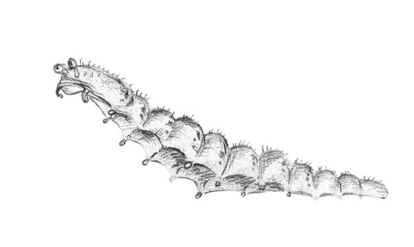 Drawing caterpillar by pencil