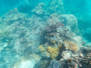Coral underwater Great Barrier Reef. Colorful coral fish  ecosystems in beautiful ocean. Clear blue turquoise sea. Coral reef, underwater scene. Coral bleaching, endangered, marine life. Australia