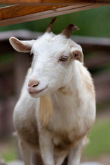 ヤギのポートレート