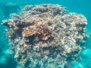 Coral underwater Great Barrier Reef. Colorful coral fish  ecosystems in beautiful ocean. Clear blue turquoise sea. Coral reef, underwater scene. Coral bleaching, endangered, marine life. Australia