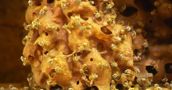 Miel de abeja melipona