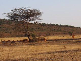 Fototapeta na wymiar Springbok, Antidorcas marsupialis, Safari, Game Drive, Maasai Mara, Kenya