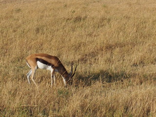 Springbok, Antidorcas marsupialis, Safari, Game Drive, Maasai Mara, Kenya