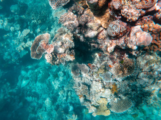 Fototapeta na wymiar Coral underwater Great Barrier Reef. Colorful coral fish ecosystems in beautiful ocean. Clear blue turquoise sea. Coral reef, underwater scene. Coral bleaching, endangered, marine life. Australia