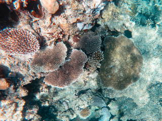 Coral underwater Great Barrier Reef. Colorful coral fish  ecosystems in beautiful ocean. Clear blue turquoise sea. Coral reef, underwater scene. Coral bleaching, endangered, marine life. Australia