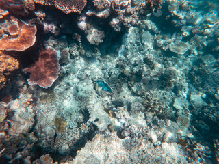 Coral underwater Great Barrier Reef. Colorful coral fish  ecosystems in beautiful ocean. Clear blue turquoise sea. Coral reef, underwater scene. Coral bleaching, endangered, marine life. Australia