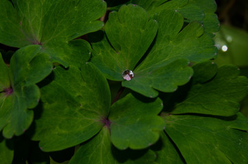 Water drops after rain on green foliage