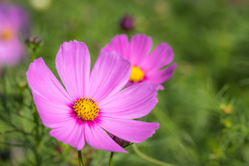 コスモスの花　秋イメージ