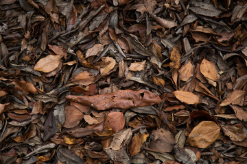 fallen leaves on the ground in the forest. Seasonal picturesque background. 