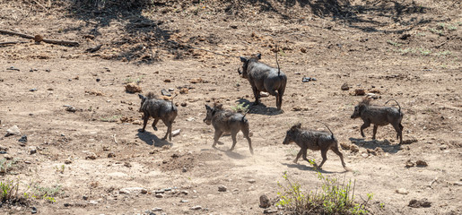 Common Warthogs (Phacochoerus africanus) in the Kruger National Park, South Africa