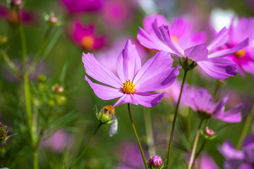 Fototapeta premium コスモスの花 秋イメージ
