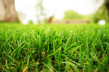 green grass background