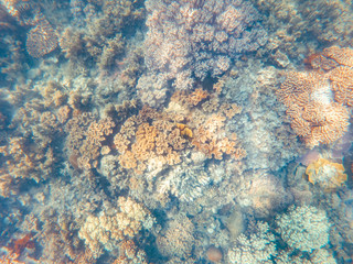 Coral underwater Great Barrier Reef. Colorful coral ecosystems in beautiful ocean. Clear blue turquoise sea. Coral reef, underwater scene and fish. Coral bleaching, endangered, marine life. Australia