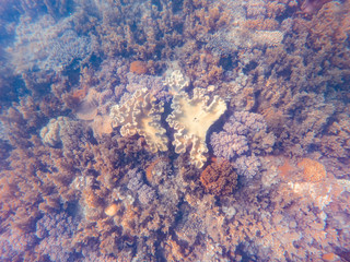 Coral underwater Great Barrier Reef. Colorful coral ecosystems in beautiful ocean. Clear blue turquoise sea. Coral reef, underwater scene and fish. Coral bleaching, endangered, marine life. Australia