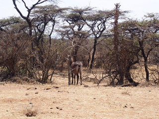 Fototapeta na wymiar An animal in the trees, Safari, Game Drive, Maasai Mara, Kenya