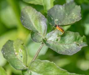 Macrophotography nature - Flower ans insect