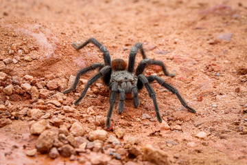 Close up of a Tarantula on red sand, Biribiri State Park, Minas Gerais, Brazil
