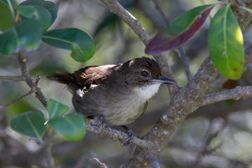Brown bulbul perched in a tree in a garden.  South Africa, Western Cape