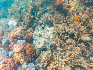 Coral underwater Great Barrier Reef. Colorful coral ecosystems in beautiful ocean. Clear blue turquoise sea. Coral reef, underwater scene and fish. Coral bleaching, endangered, marine life. Australia
