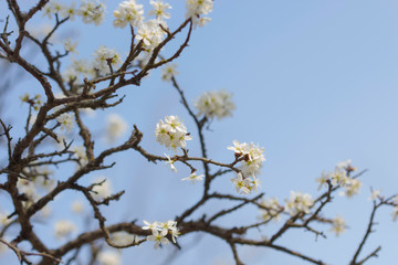 blooming blackthorn against the blue sky in Crimea