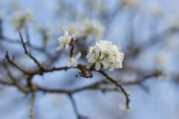 blooming blackthorn against the blue sky in Crimea