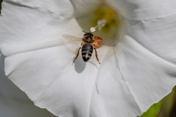 Macrophotography nature - Flower ans insect