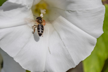 Macrophotography nature - Flower ans insect