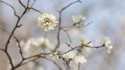 blooming blackthorn in April in Crimea