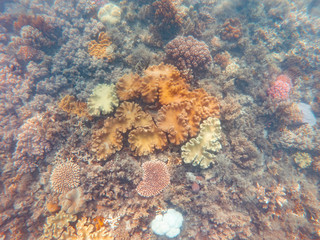 Coral underwater Great Barrier Reef. Colorful coral ecosystems in beautiful ocean. Clear blue turquoise sea. Coral reef, underwater scene and fish. Coral bleaching, endangered, marine life. Australia