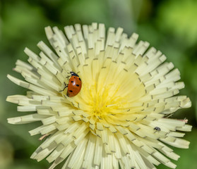 Macrophotography nature - Flower ans insect