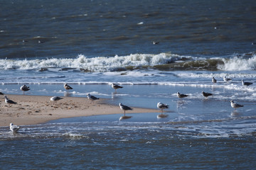 Möwen auf Sylt am Strand.