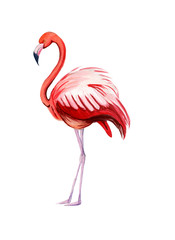 Fototapeta premium Hand painted watercolor pink and red flamingo bird standing on two lags isolated on the white background