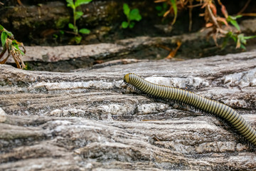 Millipede crawling over rocky ground, Biribiri State Park, Minas Gerais, Brazil
