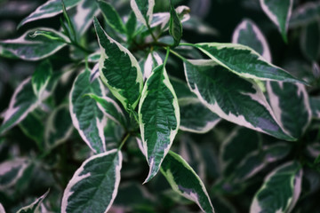 close up of green leaves