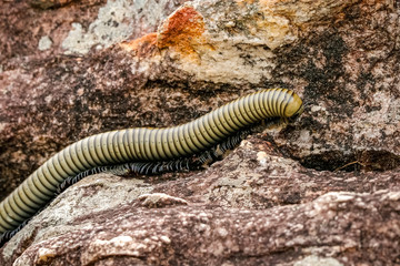 Millipede crawling over rocky ground, Biribiri State Park, Minas Gerais, Brazil