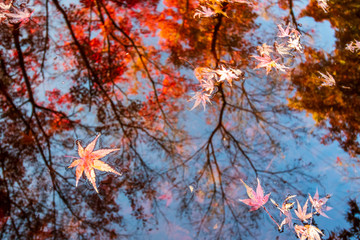 紅葉と水面　秋のイメージ